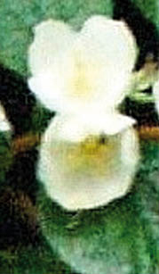 Flower Left